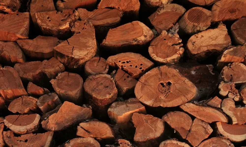 Why Your Fayetteville Firewood Stack Attracts Unwanted Pests